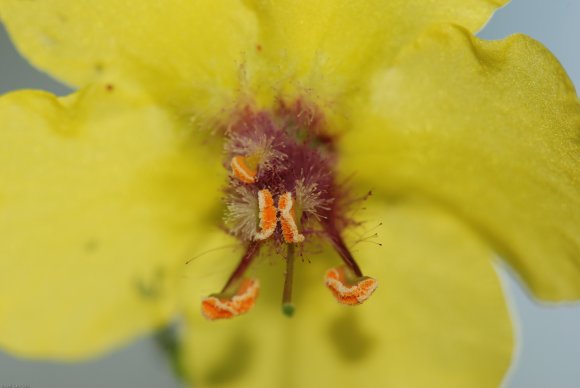 Verbascum blattaria L. Scrophulariaceae - Molène blattaire