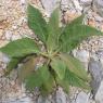 Verbascum sinuatum L. Scrophulariaceae - Molène sinuée