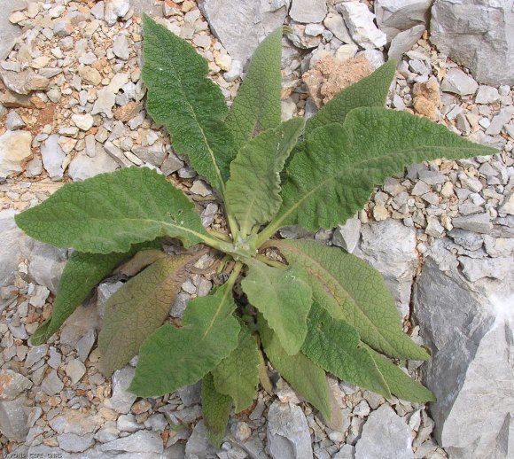 Verbascum sinuatum L. Scrophulariaceae - Molène sinuée