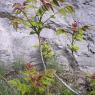 Ailanthus altissima (Mill.) Swingle Simaroubaceae - Ailante