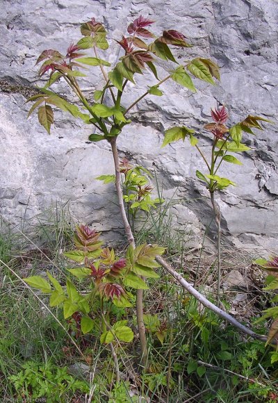 Ailanthus altissima (Mill.) Swingle Simaroubaceae - Ailante