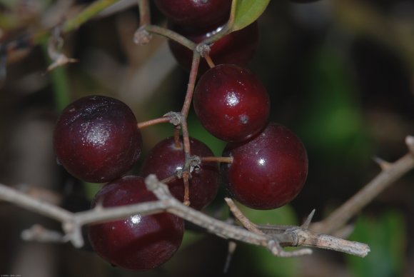 Smilax aspera L. Smilacaceae - Salsepareille