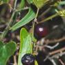 Smilax aspera L. Smilacaceae - Salsepareille