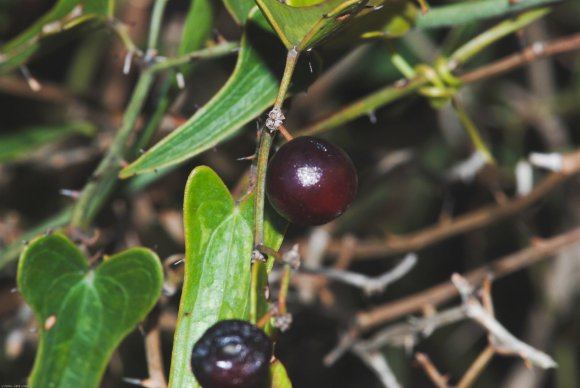 Smilax aspera L. Smilacaceae - Salsepareille