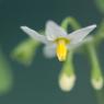 Solanum nigrum L. Solanaceae - Morelle noire