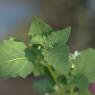 Solanum nigrum L. Solanaceae - Morelle noire