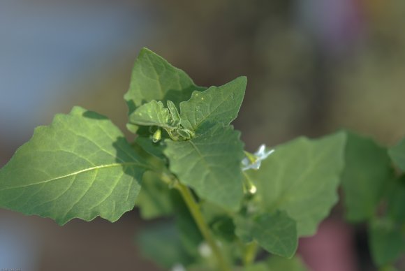 Solanum nigrum L. Solanaceae - Morelle noire