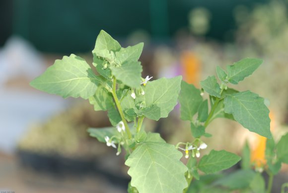 Solanum nigrum L. Solanaceae - Morelle noire