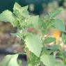 Solanum nigrum L. Solanaceae - Morelle noire