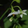 Solanum nigrum L. Solanaceae - Morelle noire