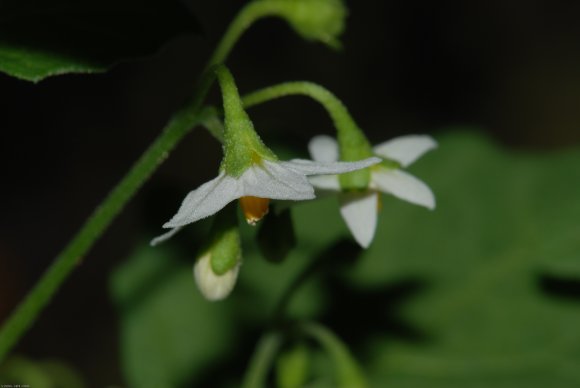 Solanum nigrum L. Solanaceae - Morelle noire