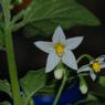 Solanum nigrum L. Solanaceae - Morelle noire