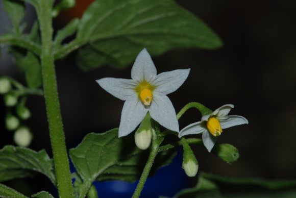 Solanum nigrum L. Solanaceae - Morelle noire