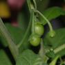 Solanum nigrum L. Solanaceae - Morelle noire