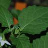 Solanum nigrum L. Solanaceae - Morelle noire