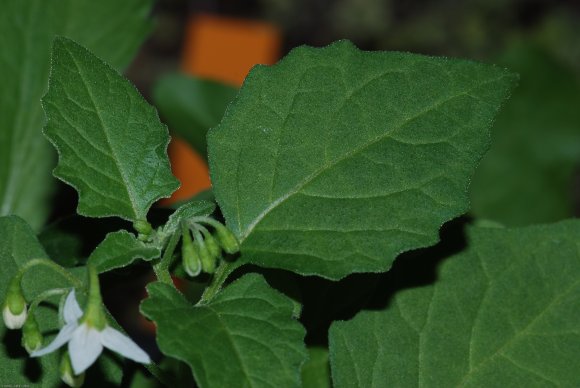 Solanum nigrum L. Solanaceae - Morelle noire