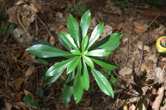 Daphne laureola L. Thymelaeaceae  - Laurier des bois