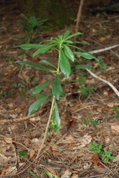 Daphne laureola L. Thymelaeaceae  - Laurier des bois