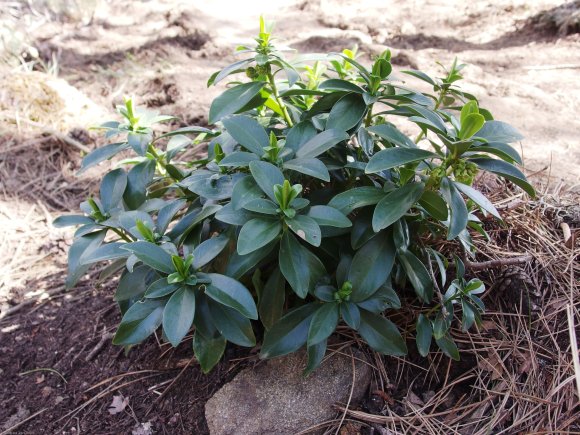 Daphne laureola L. Thymelaeaceae Daphné lauréole