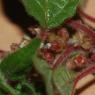 Parietaria judaica L. Urticaceae - Pariétaire couhée