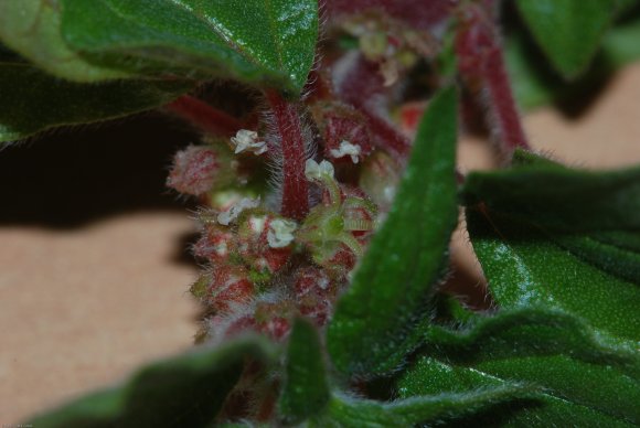 Parietaria judaica L. Urticaceae - Pariétaire couhée