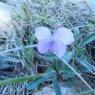 Viola arborescens L. Violaceae
 - Violette ligneuse