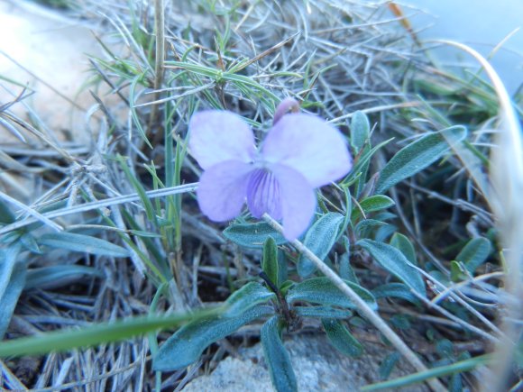 Viola arborescens L. Violaceae
 - Violette ligneuse