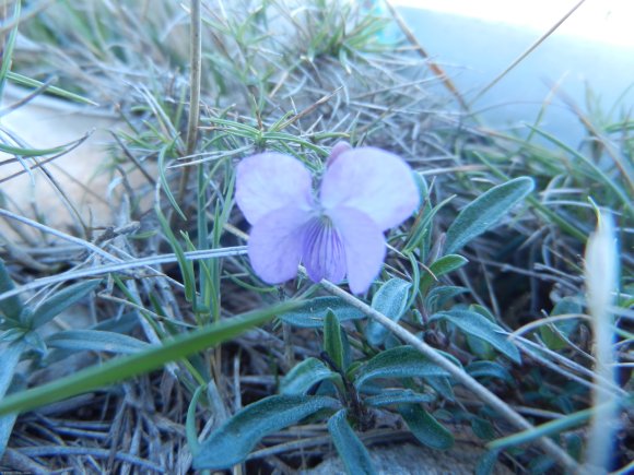 Viola arborescens L. Violaceae
 - Violette ligneuse