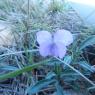 Viola arborescens