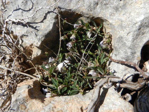 Viola arborescens L. Violaceae
 - Violette ligneuse