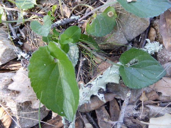 Viola odorata L. Violaceae
 - Violette odorante