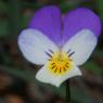 Viola tricolor L. Violaceae - Pensée sauvage