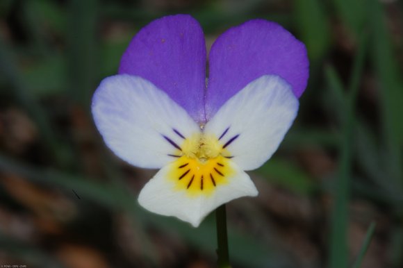 Viola tricolor L. Violaceae - Pensée sauvage