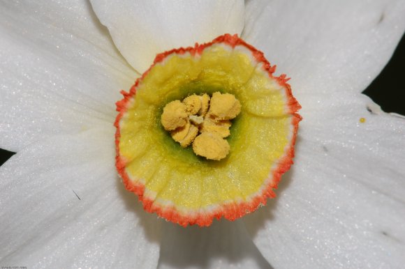Narcissus poeticus L. Amaryllidaceae - Narcisse des poètes