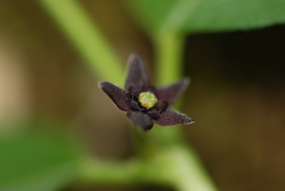 Vincetoxicum nigrum (L.) Moench -Apocynaceae - Dompte-venin noir
