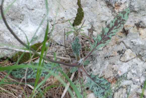 Hieracium bifidum Kit. Asteraceae - Epervière bifide