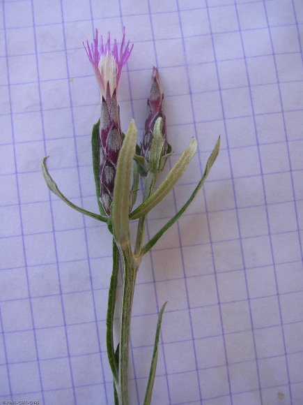 Staehelina dubia L. Asteraceae - 
Stéhéline