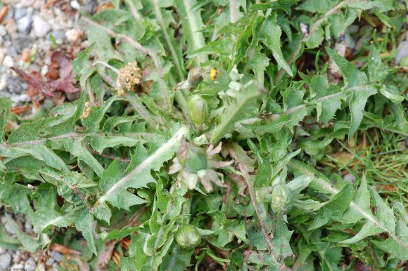 Taraxacum campylodes G.E.Haglund Asteraceae - Pissenlit