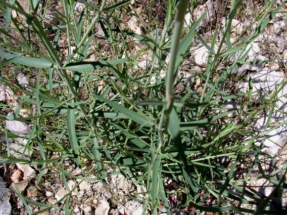 Centranthus lecoqii Jord. Caprifoliaceae - Centranthe de Lecoq