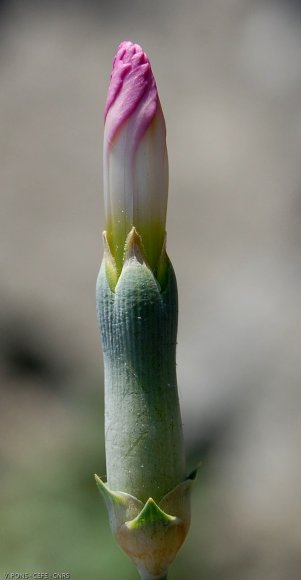 Dianthus caryophyllus L. Caryophyllaceae-Oeillet