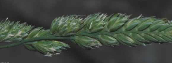 Dactylis glomerata L.  Poaceae - Dactyle