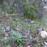 Cyclamen repandum Primulaceae Cyclamen du printemps