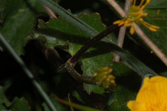 Caltha palustris L. Ranunculaceae - Populage des marais