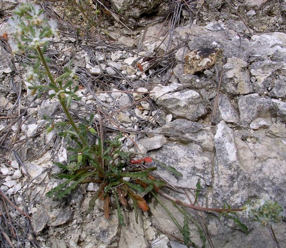 Reseda phyteuma L. Resedaceae - Raiponce