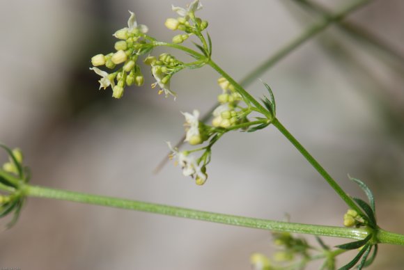 Galium lucidum All. Rubiaceae - Gaillet luisant