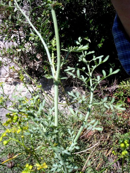 Ruta angustifolia Pers. Rutaceae - Rue